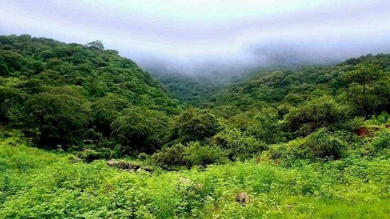 الحرب والاحتطاب يهددان غابات اليمن