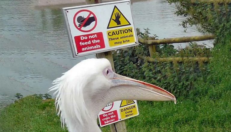 البجع نموذج ساحر للتنوع البيولوجي