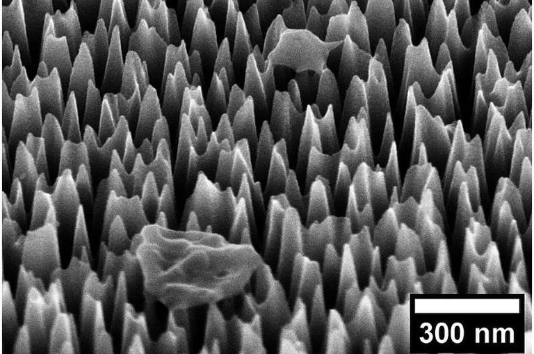 صورة مكبرة لخلية فيروس على سطح السيليكون النانوي