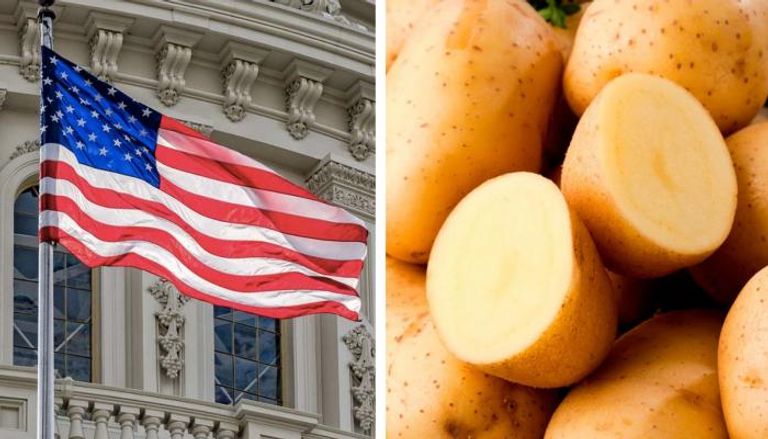 خلاف على البطاطس في أمريكا