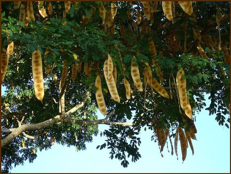 مستخلصات أوراق شجرة البيزيا ليبيك (السيريس) تكافح سرطان الثدي