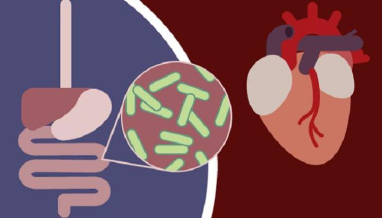 البكتريا الآكلة للكوليسترول توفر حماية طبيعية لأمراض القلب