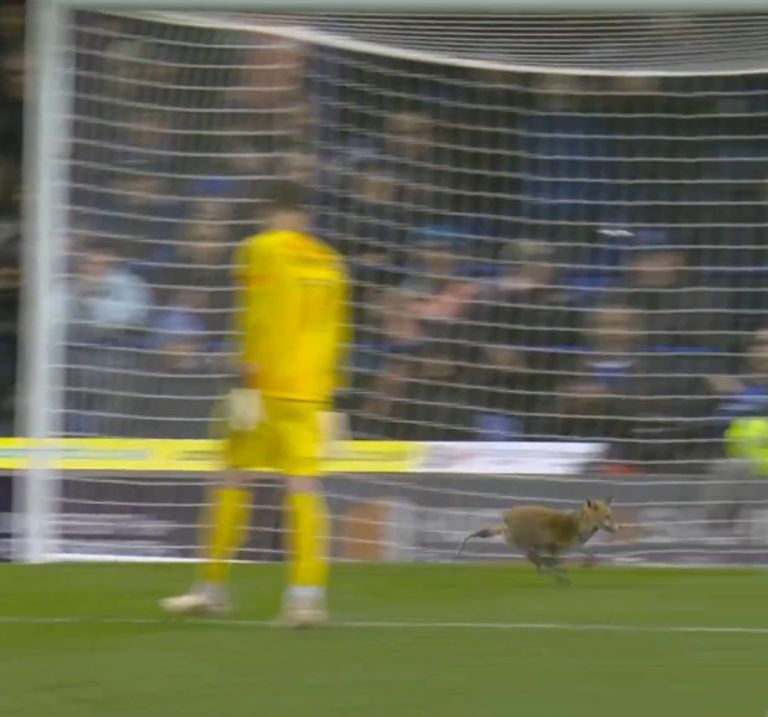 ثعلب في مباراة بورتسموث وديربي كاونتي