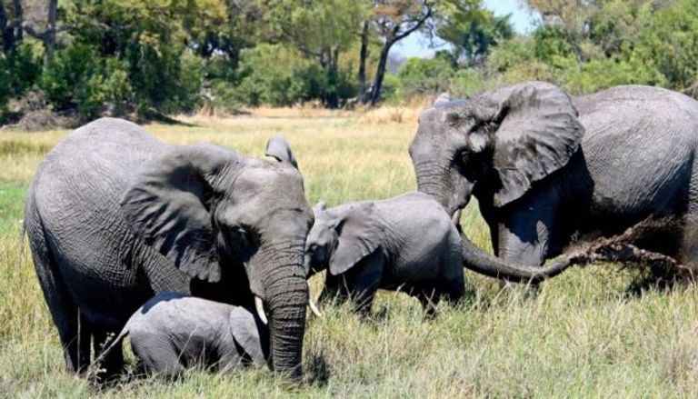بعض من الأفيال في بوتسوانا