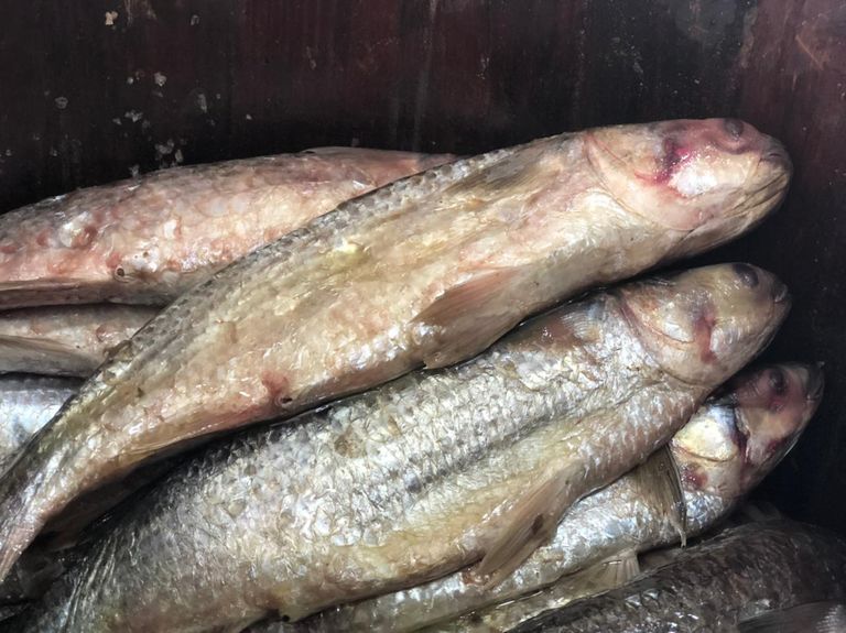 مدة تخليل الفسيخ طريقة عمل الفسيخ الصحي بالملح الناعم