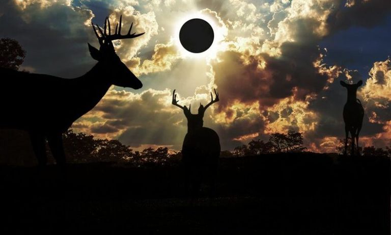 تأثير كسوف الشمس على الحيوانات تأثيرات ملحوظة لكسوف الشمس على الحيوانات
