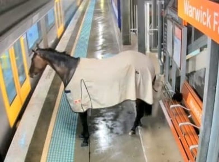 حصان هارب داخل محطة قطارات سيدني