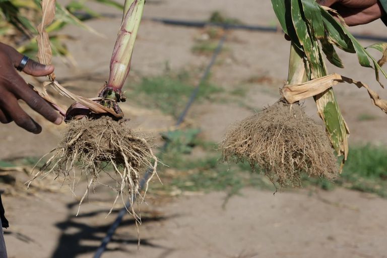 فائزون بجائزة زايد للاستدامة