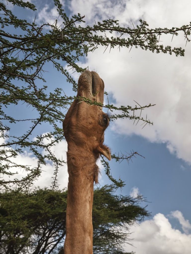 إقبال أكبر من الرعاة على الإبل 