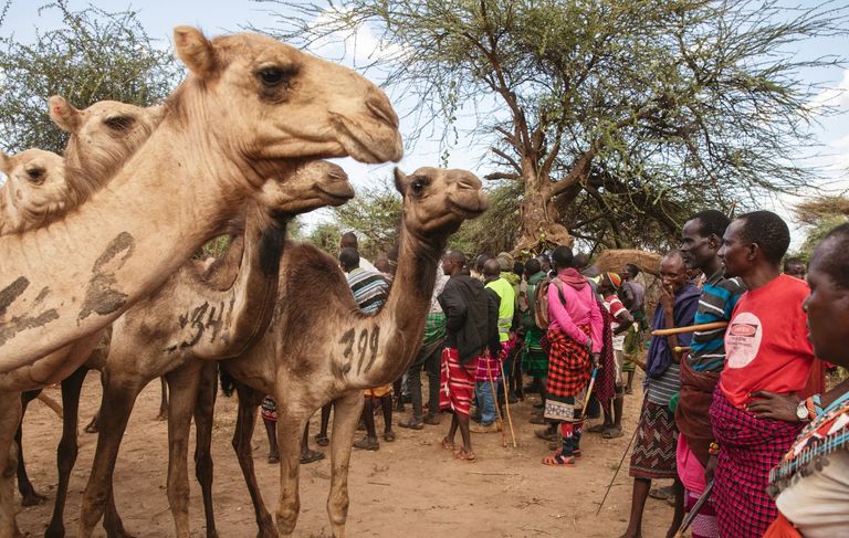 إقبال أكبر من الرعاة على الإبل 