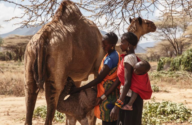 إقبال أكبر من الرعاة على الإبل 