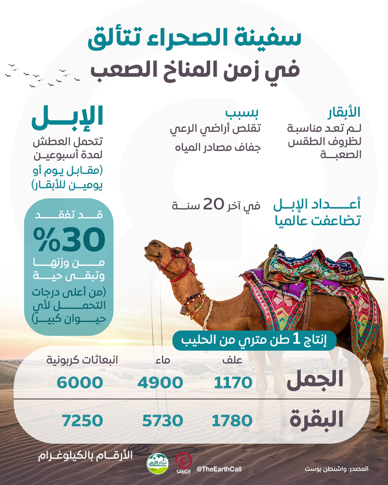 إقبال أكبر من الرعاة على الإبل 