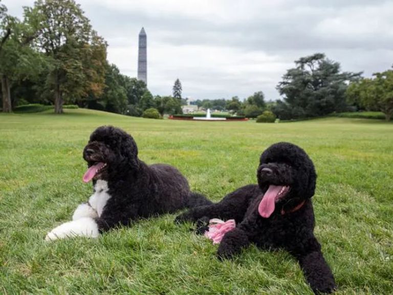 بايدن مع كلبيه داخل المكتب البيضاوي