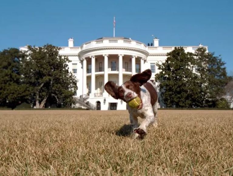 بايدن مع كلبيه داخل المكتب البيضاوي