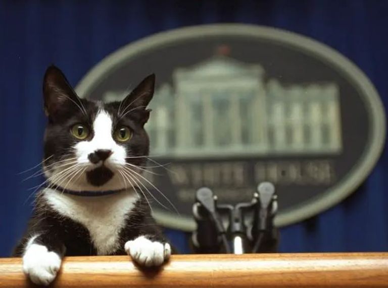 سوكس قط كلينتون بايدن مع كلبيه داخل المكتب البيضاوي