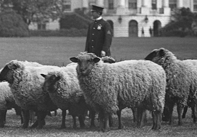 بايدن مع كلبيه داخل المكتب البيضاوي