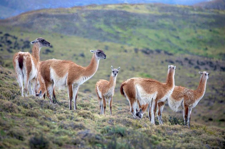 الغواناكو نموذج للتنوع البيولوجي بأمريكا اللاتينية