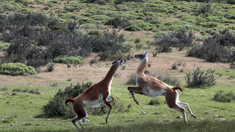 الغواناكو نموذج للتنوع البيولوجي بأمريكا اللاتينية