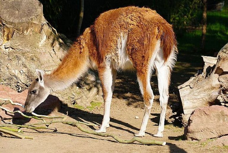 الغواناكو نموذج للتنوع البيولوجي بأمريكا اللاتينية