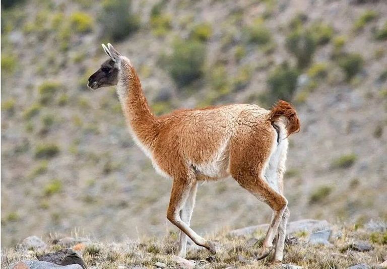 الغواناكو نموذج للتنوع البيولوجي بأمريكا اللاتينية