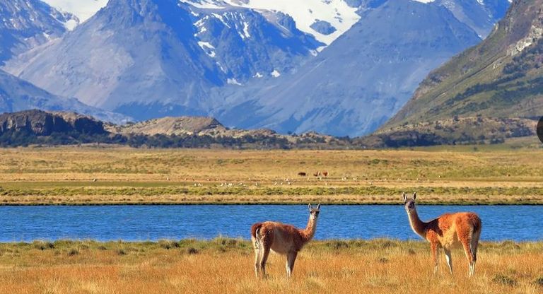 الغواناكو نموذج للتنوع البيولوجي بأمريكا اللاتينية