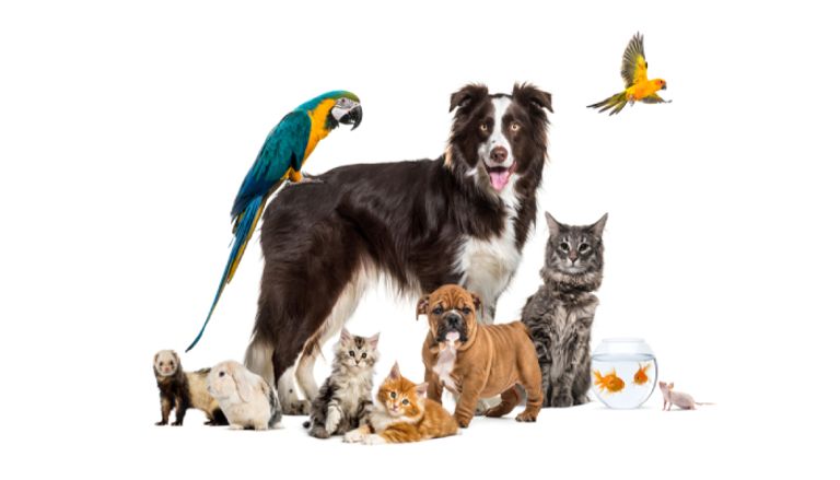 نصائح قبل اقتناء حيوانك الأليف وأفضل أنواعها نصائح قبل اقتناء حيوانك الأليف