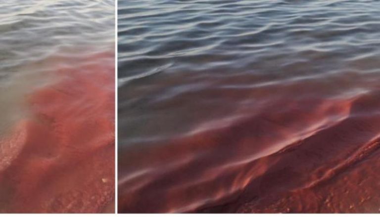 تكاثر الشعاب المرجانية يغير لون البحر الأحمر