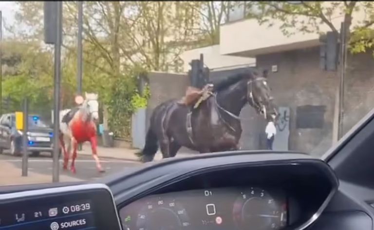 خيول عسكرية هاربة في شوارع لندن
