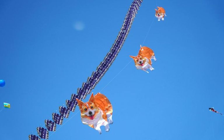 مهرجان «ويفانغ» الدولي 2024