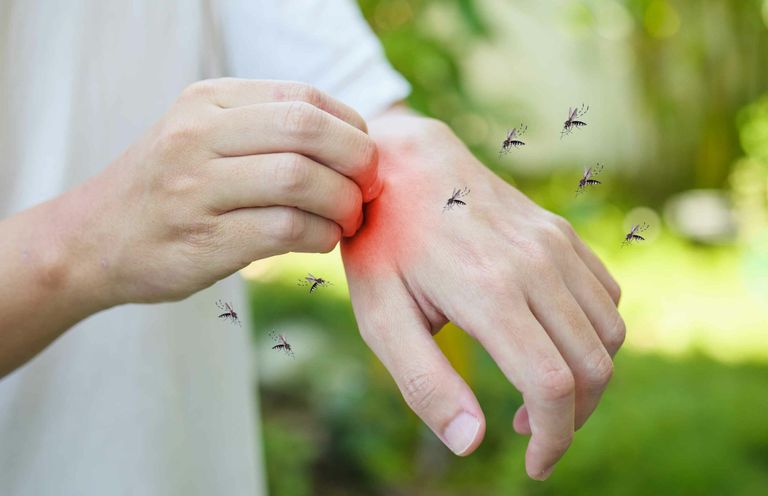 لدغات البعوض وراء الإصابة بالملاريا