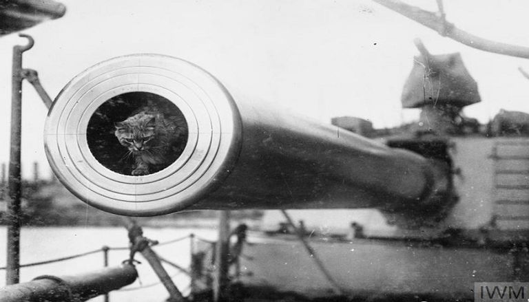 كلب استخدمه الألمان لمد أسلاك الهاتف