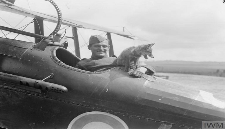 كلب استخدمه الألمان لمد أسلاك الهاتف