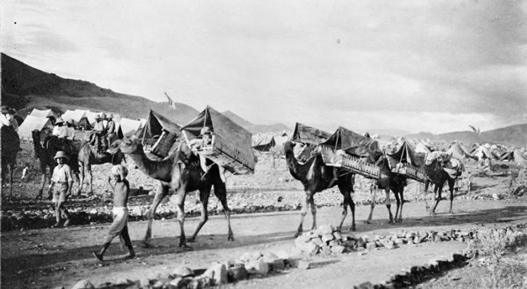 كلب استخدمه الألمان لمد أسلاك الهاتف