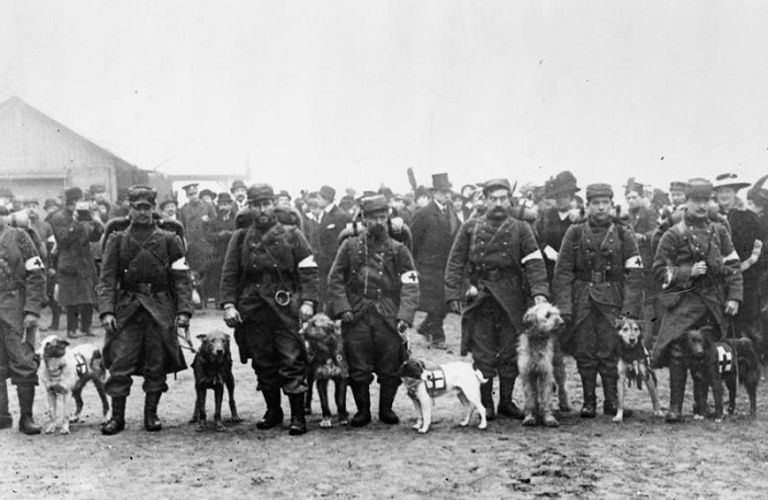 كلب استخدمه الألمان لمد أسلاك الهاتف