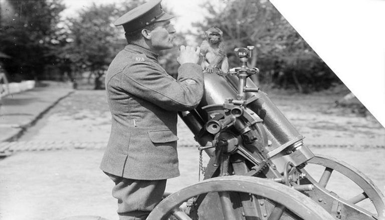 كلب استخدمه الألمان لمد أسلاك الهاتف