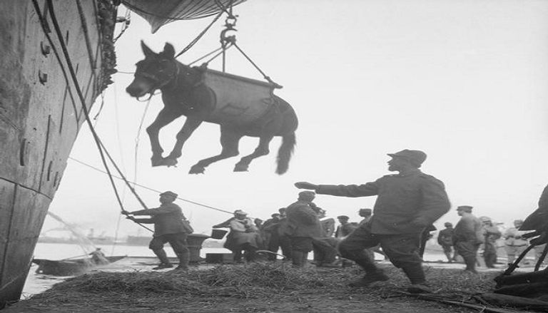 كلب استخدمه الألمان لمد أسلاك الهاتف