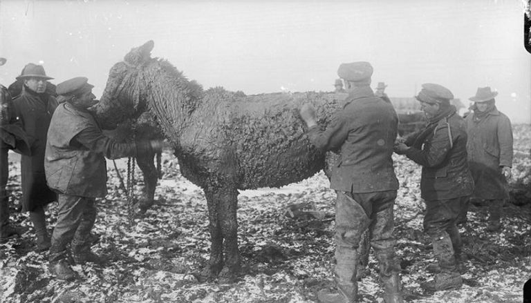 كلب استخدمه الألمان لمد أسلاك الهاتف