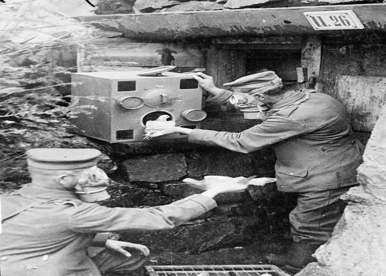 كلب استخدمه الألمان لمد أسلاك الهاتف