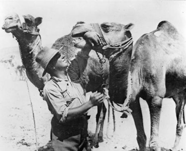 كلب استخدمه الألمان لمد أسلاك الهاتف