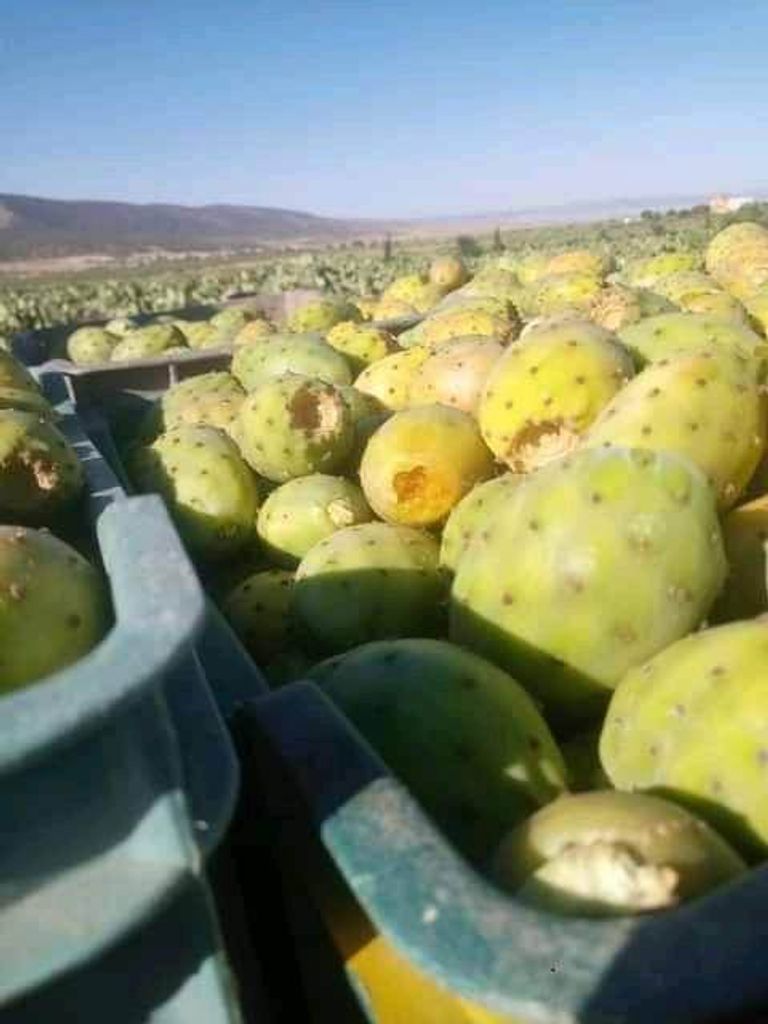 حقل تين شوكي