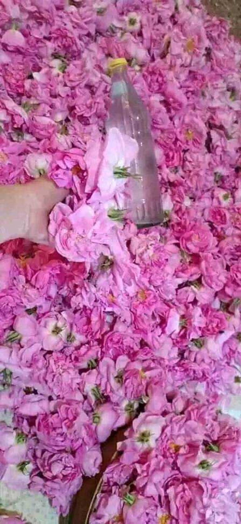 سوق بيع الورد في القيروان