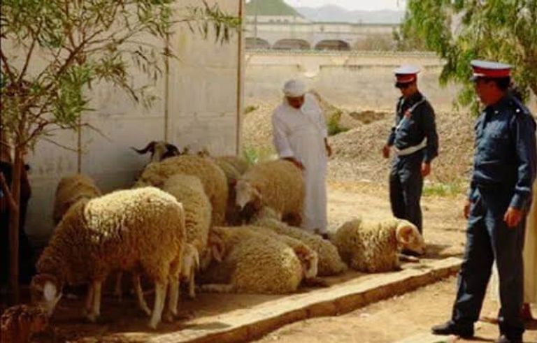 مواشٍ مسروقة- أرشيفية