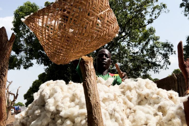 مزارعو القطن في جنوب تشاد