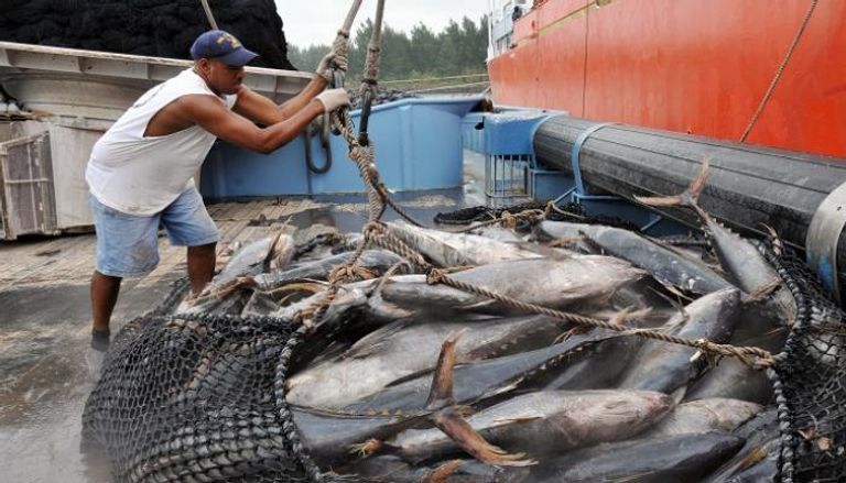 عمال يفرغون حمولة سمك التونة من قارب صيد - رويترز