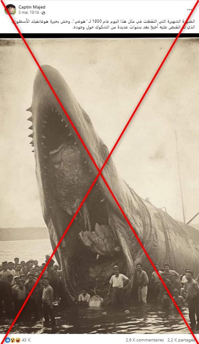 وحش بحيرة هوغان فيلد المزعوم