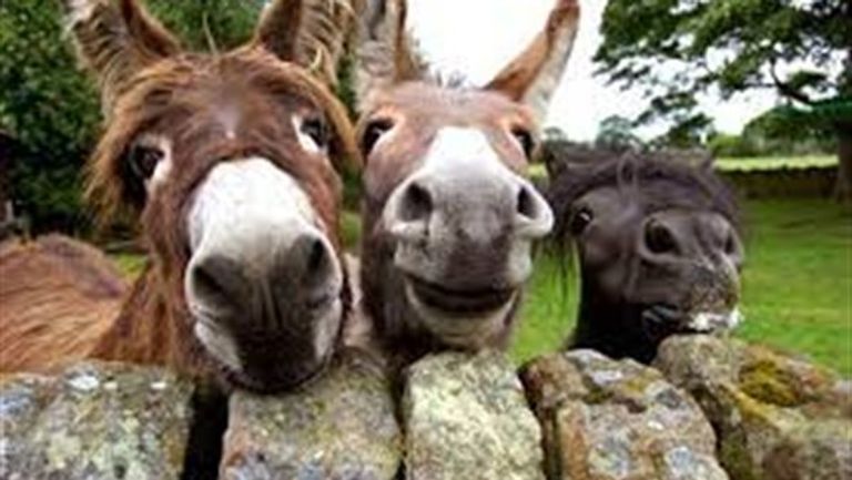 حمار - أرشيفية