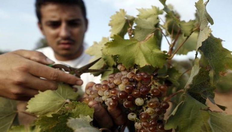  عامل يقطف العنب في مزرعة شرق أثينا - رويترز