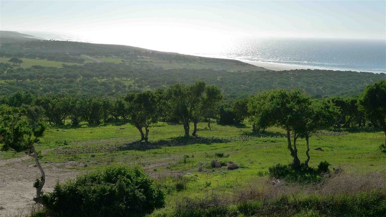 اليوم الدولي لشجرة الأرغان 2024