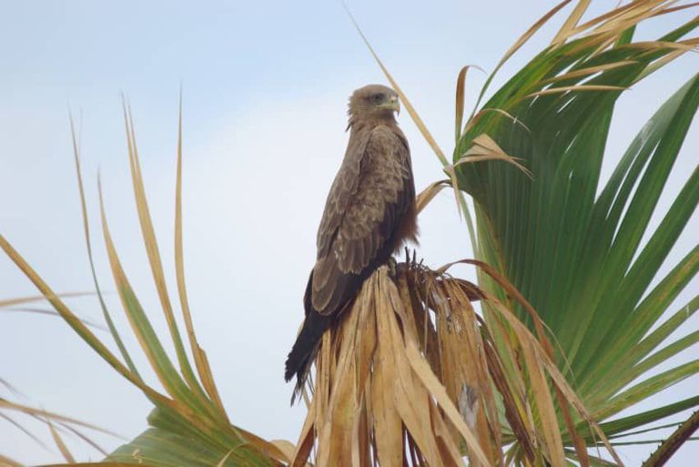 أحد أصناف الطيور المهاجرة لعدن
