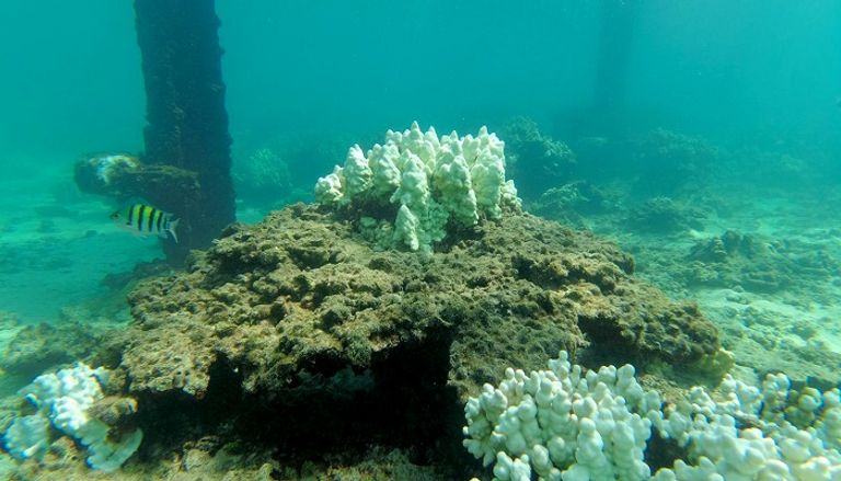 ظاهرة ابيضاض المرجان